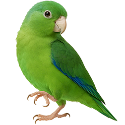 Riparian Parrotlet